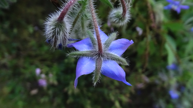 Bernagie - Borago officinalis