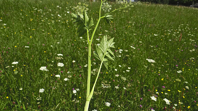 Grote bevernel - Pimpinella major