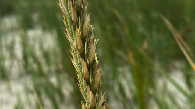 Biestarwegras - Elymus farctus boreoatlanticus