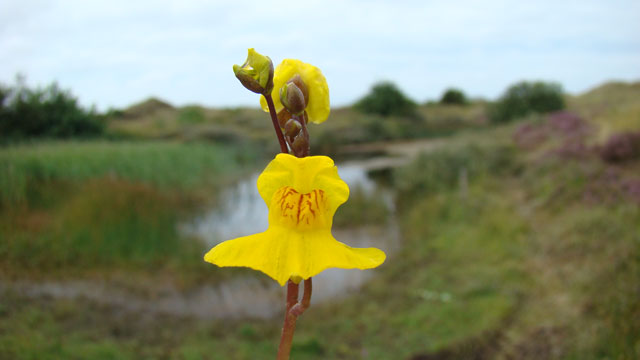 Loos blaasjeskruid - Utricularia australis