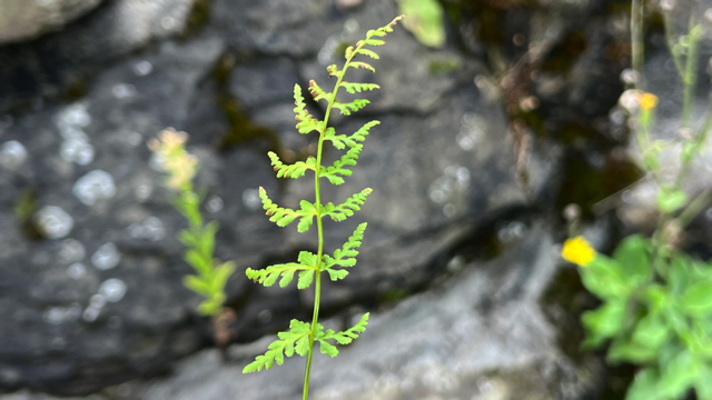 Blaassilene - Silene vulgaris