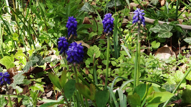 Blauwe druifjes - Muscari botryoides