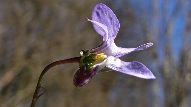 Bleeksporig bosviooltje - Viola riviniana