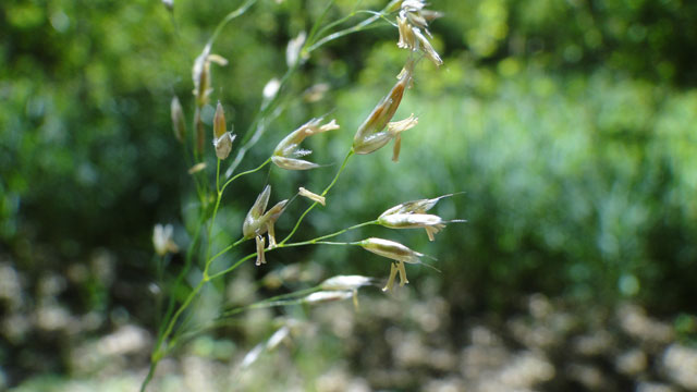 Bochtige smele - Deschampsia flexuosa