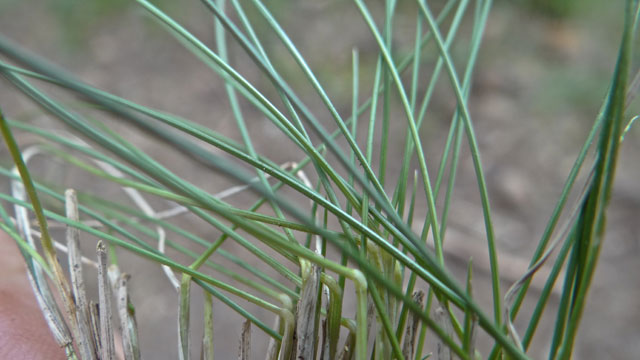 Borstelgras - Nardus stricta