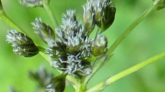 Bosbies - Scirpus sylvaticus