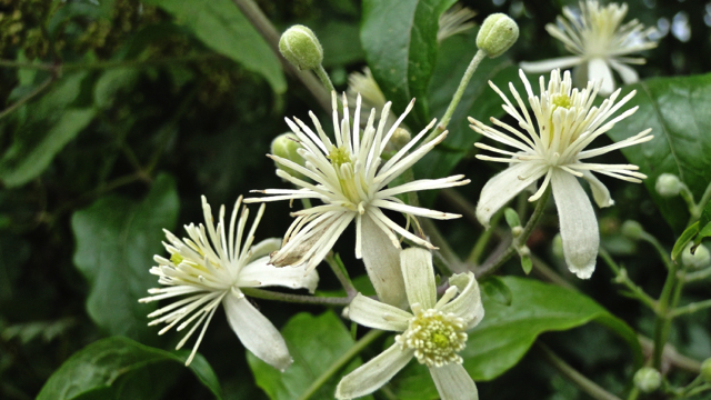 Bosrank - Clematis vitalba