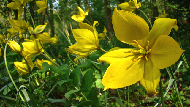 Bostulp - Tulipa sylvestris