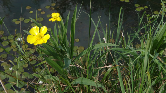 Grote boterbloem - Ranunculus lingua