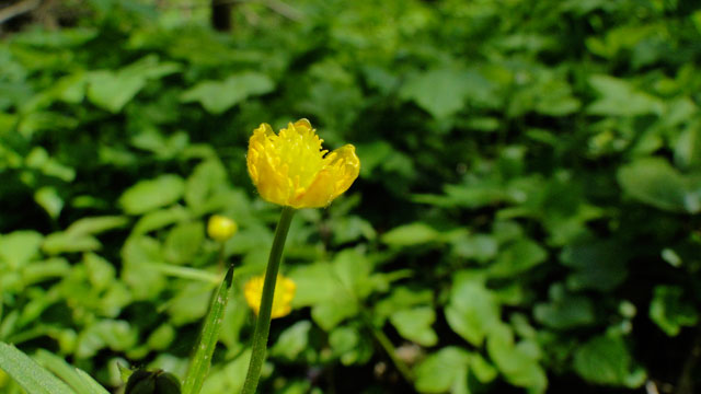 Gulden boterbloem - Ranunculus auricomus