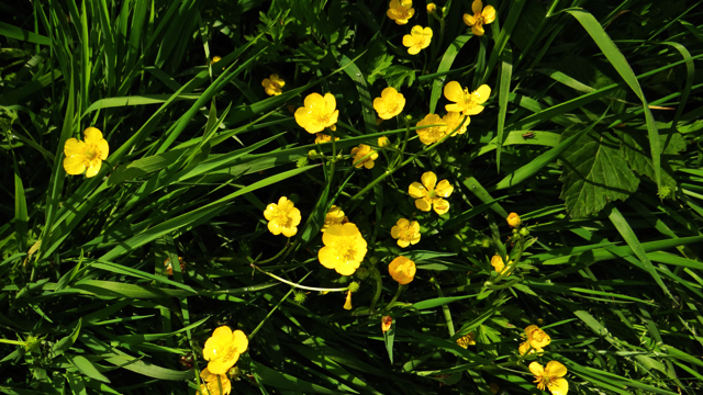 Kruipende boterbloem - Ranunculus repens