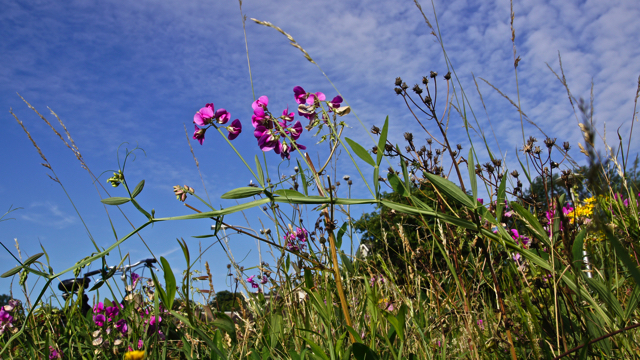 Brede lathyrus - Lathyrus latifolius