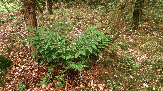 Brede stekelvaren - Dryopteris dilatata