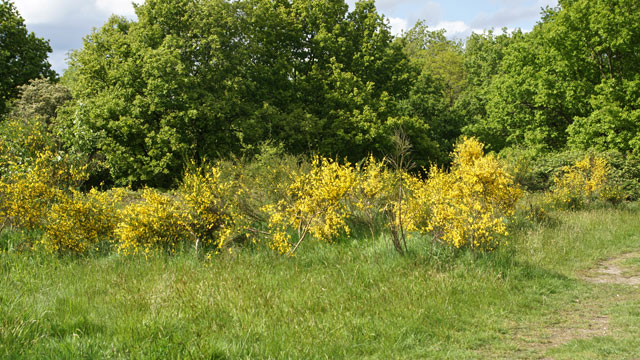 Brem - Cytisus scoparius