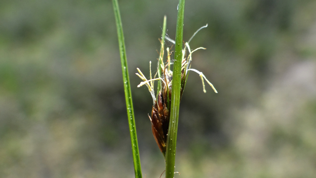 Bruine snavelbies - Rhynchospora fusca