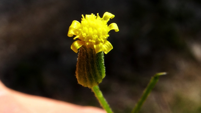 Boskruiskruid - Senecio sylvaticus