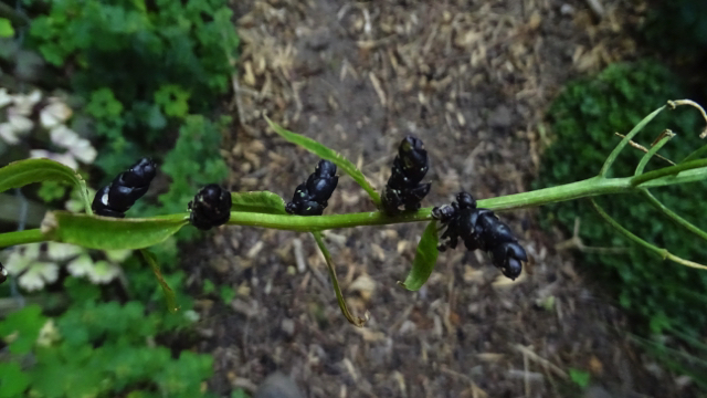 Bolderik - Agrostemma githago