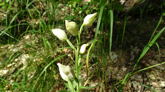 Blee bosvogeltje - Cephalanthera damasonium