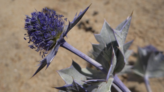 Blauwe zeedistel - Eryngium maritimum