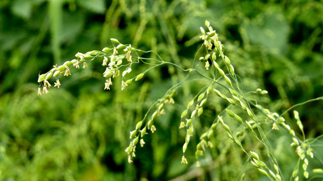 Bosgierstgras - Milium effusum