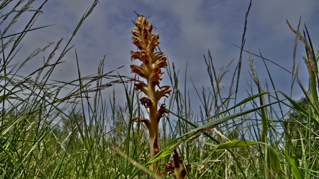 Grote bremraap - Orobanche rapum-genistae