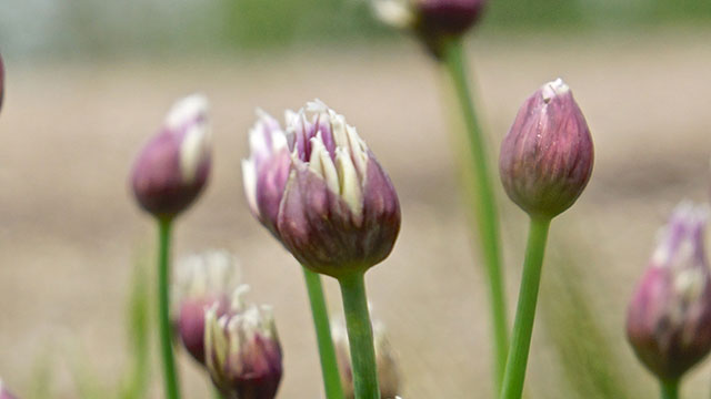 Bieslook - Allium schoenoprasum