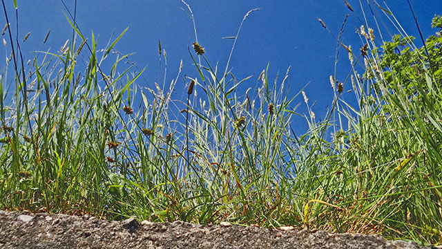 Gewone bermzegge - Carex spicata
