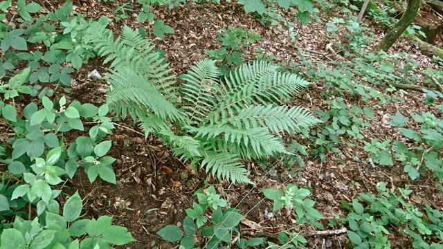 Mannetjesvaren - Dryopteris filix-mas