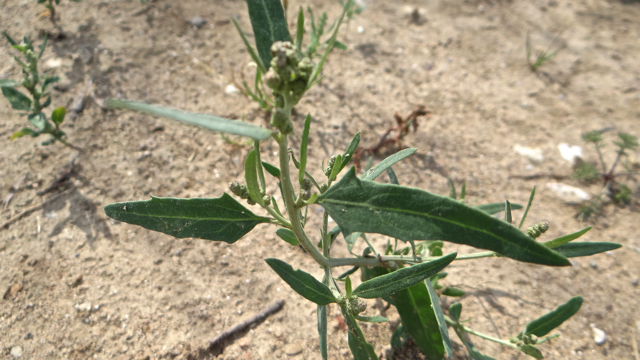 Uitstaande melde - Atriplex patula