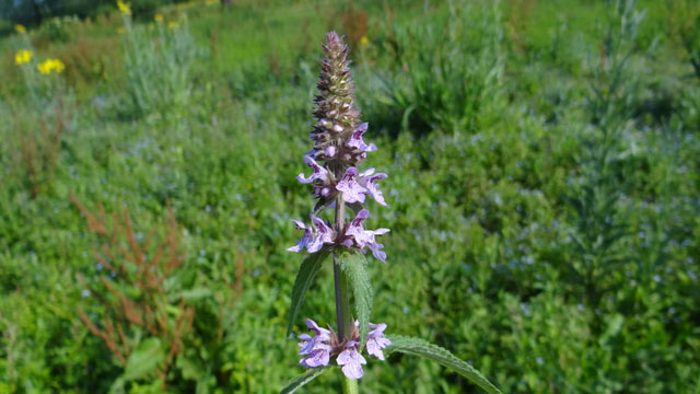 Moerasandoorn - Stachys palustris