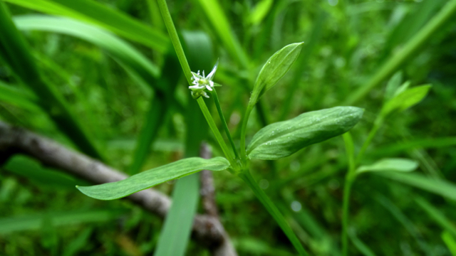 Moerasmuur - Stellaria uliginosa