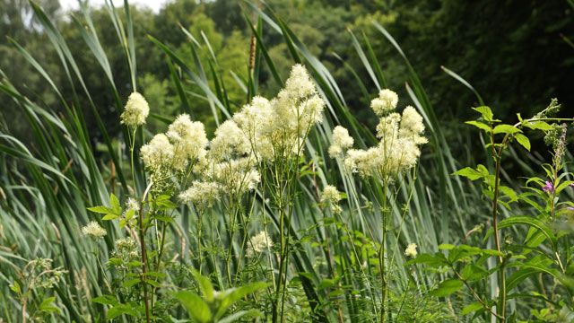 Moerasspirea - Filipendula ulmaria