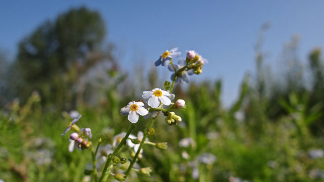 Moerasvergeet-mij-nietje - Myosotis scorpioides L. subs. scorpioides