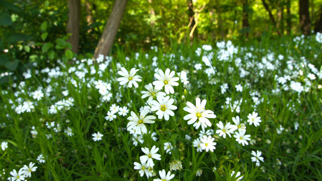 Grote muur - Stellaria holostea