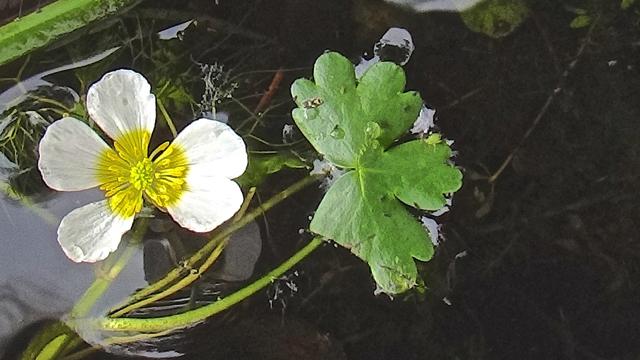 Middelste waterranonkel - Ranunculus aquatilis