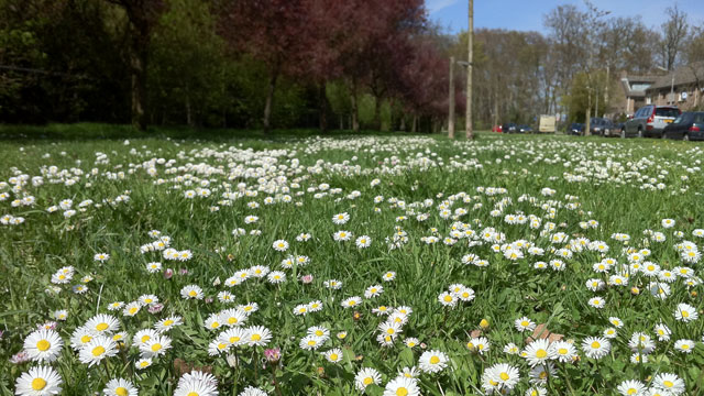 Madeliefje (Meizoentje) - Bellis perennis