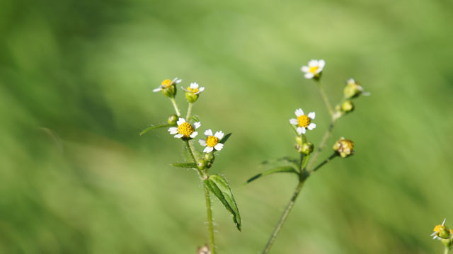 Harig knopkruid - Galinsoga quadriradiata