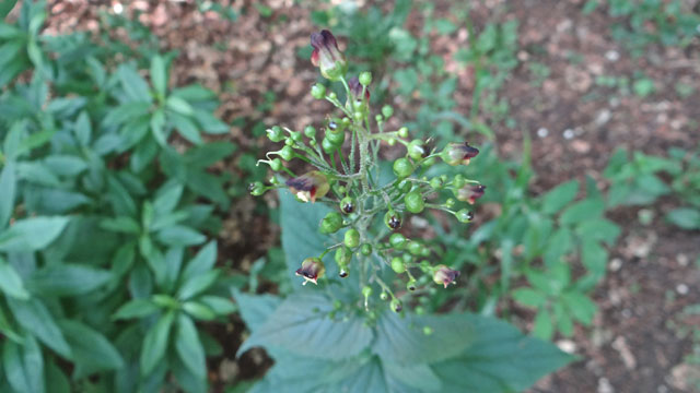 Knopig helmkruid - Scrophularia nodosa