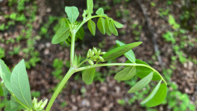 Hokjespeul - Astragalus glycyphyllos