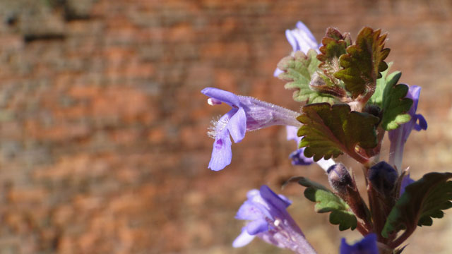 Hondsdraf - Glechóma hederacea