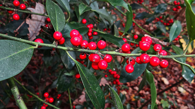 Hulst - Ilex aquifolium