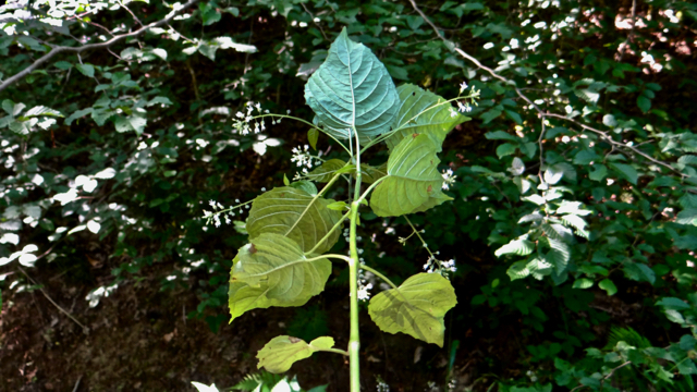 Groot heksenkruid - Circaea lutetiana