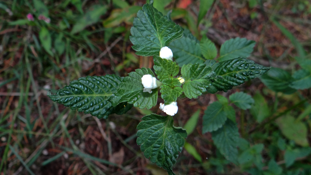 Gespleten hennepnetel - Galeopsis bifida