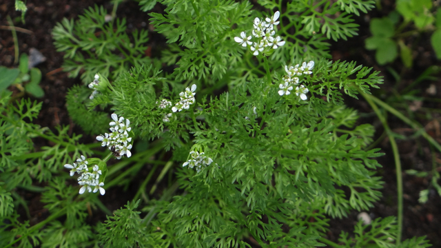 Groene naaldaar - Setaria viridis