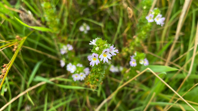 Stijve ogentroost - Euphrasia stricta