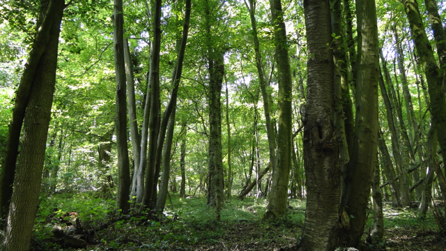 Eiken- Haagbeukenbos