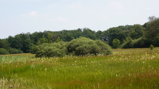 Associatie van Grauwe wilg