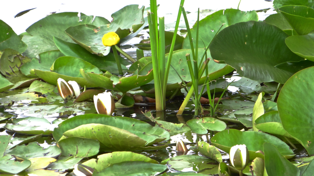 Associatie van Witte waterlelie en Gele plomp