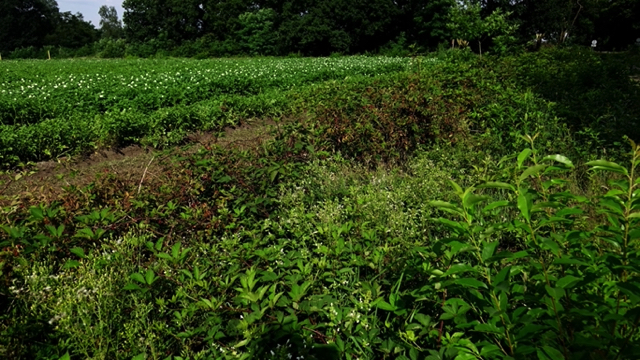 Wilgenroosje-associatie