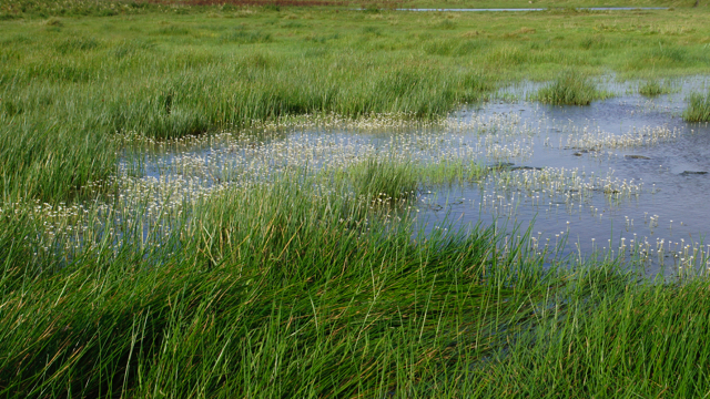 Associatie van Zilte waterranonkel